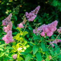 Butterfly bush Buddleja 'Lavender Flow' on stem purple - Hardy plant