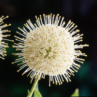 Buttonbush Cephalanthus on stem white - Hardy plant