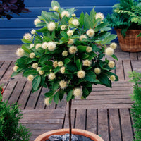 Buttonbush Cephalanthus on stem white - Hardy plant