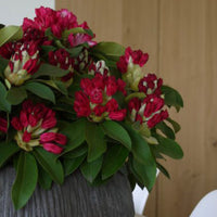 Rhododendron 'Red Jack' red - Hardy plant