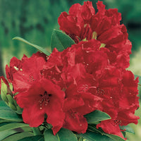Rhododendron 'Red Jack' red - Hardy plant