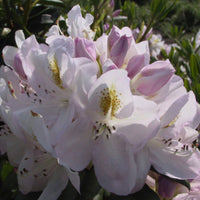 Rhododendron 'Madame Mason' white-yellow on stem - Hardy plant