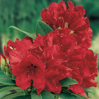 Rhododendron 'Red Jack' red on stem - Hardy plant