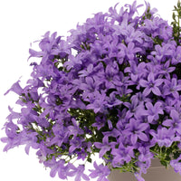 3x Campanula 'Intense Purple' Purple - Hardy plant