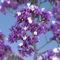 Limonium 'Salt Lake'