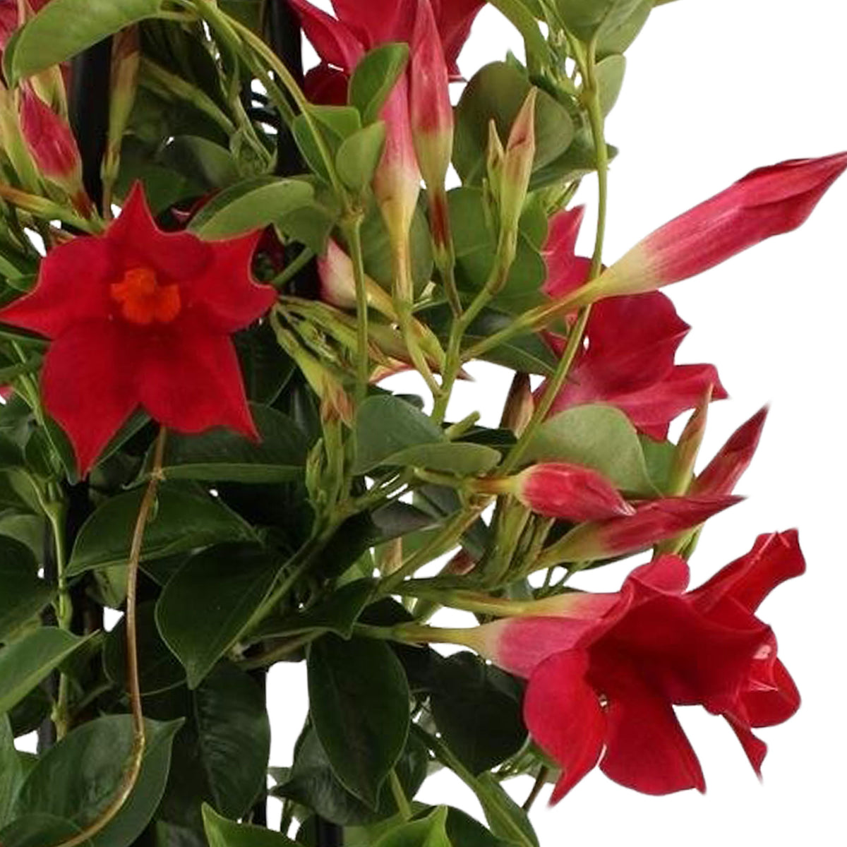Chilean jasmine Mandevilla piramide red
