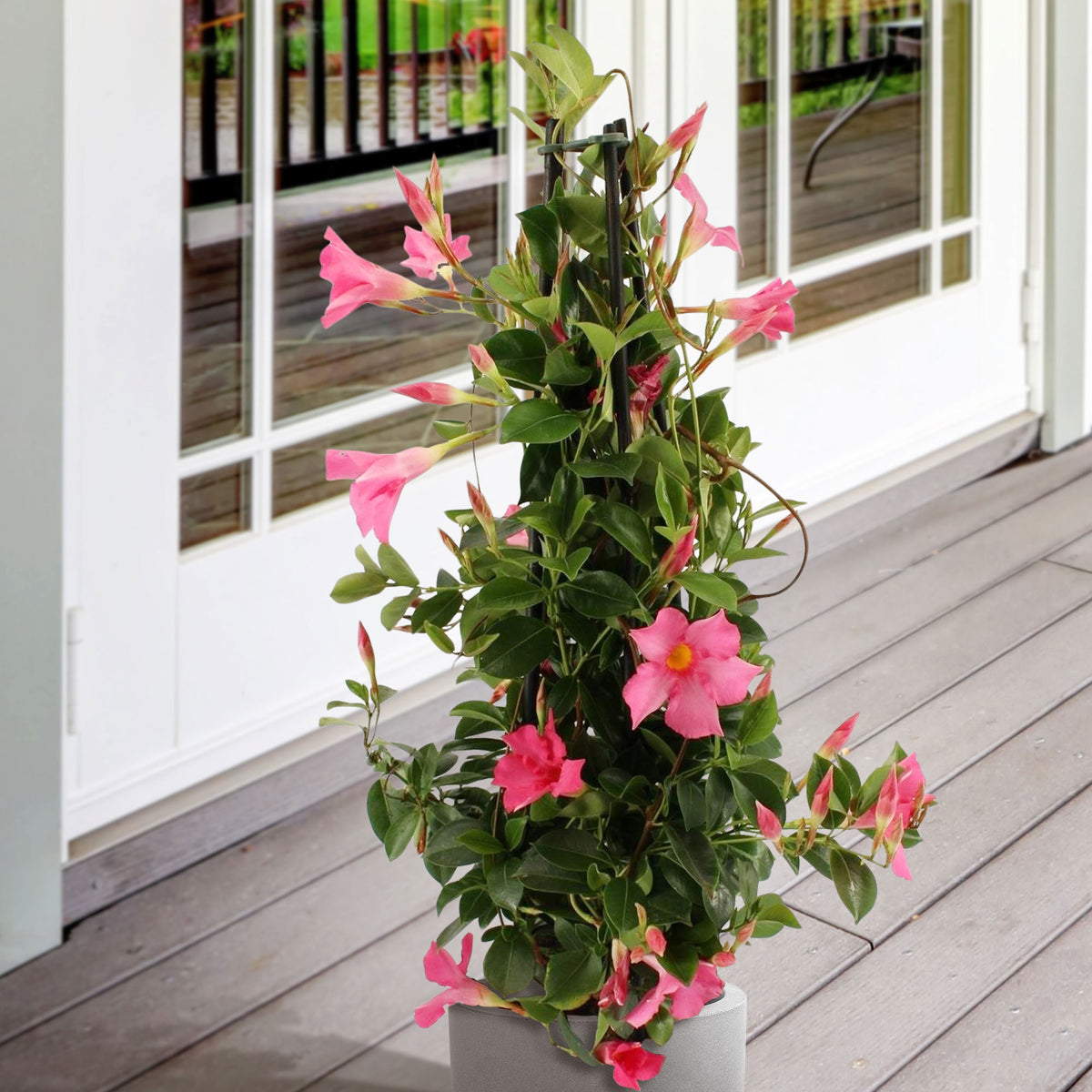Chilean jasmine Mandevilla pyramid pink