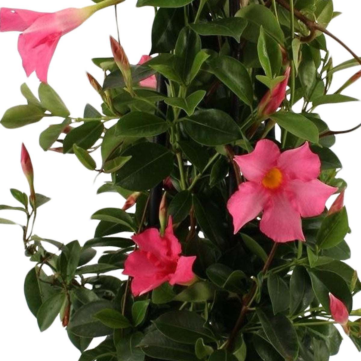 Chilean jasmine Mandevilla pyramid pink