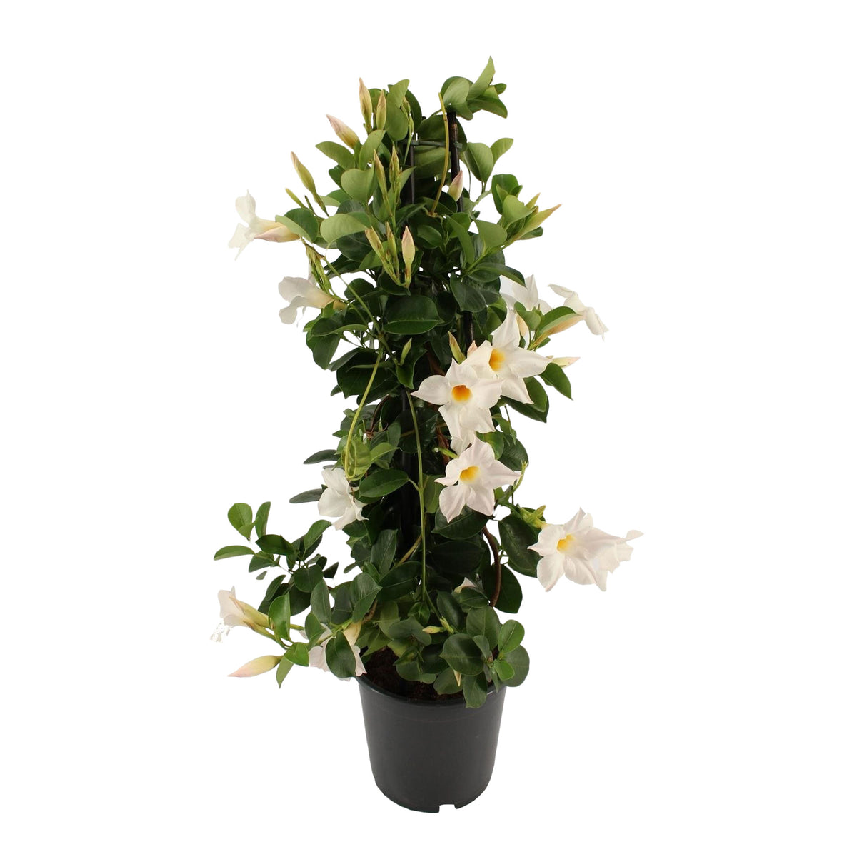 Chilean jasmine Mandevilla piramide white