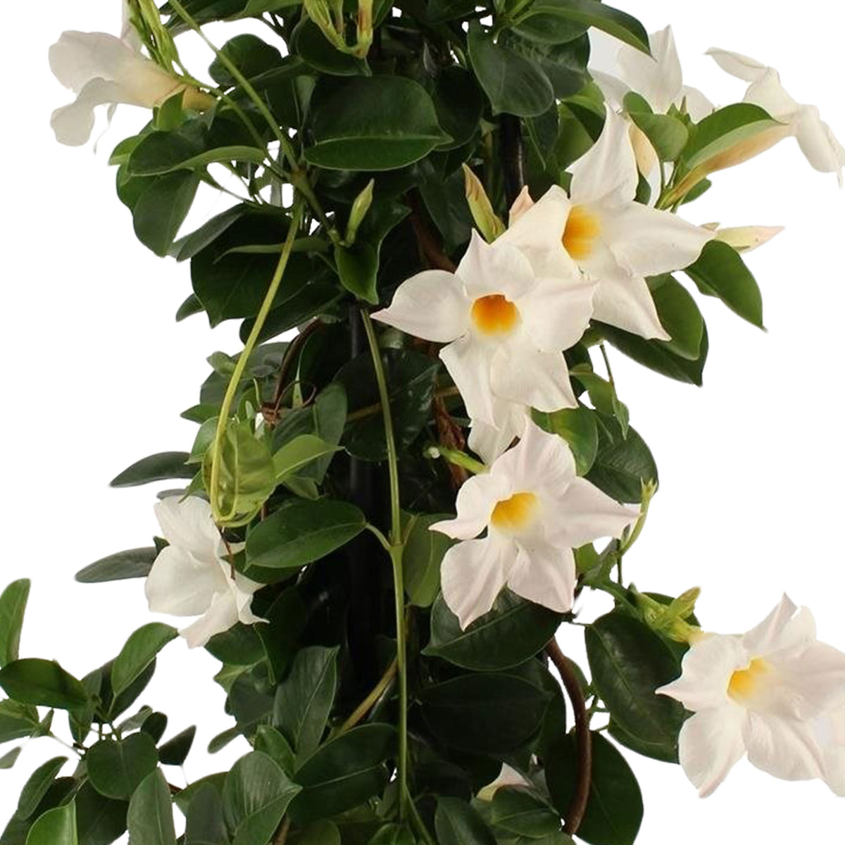 Chilean jasmine Mandevilla piramide white