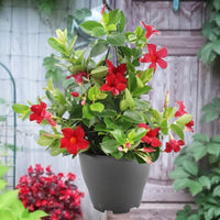 Chilean jasmine Mandevilla red including hanging planter