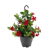 Chilean jasmine Mandevilla red including hanging planter
