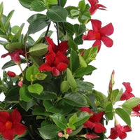 Chilean jasmine Mandevilla red including hanging planter