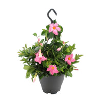 Chilean jasmine Mandevilla pink including hanging planter