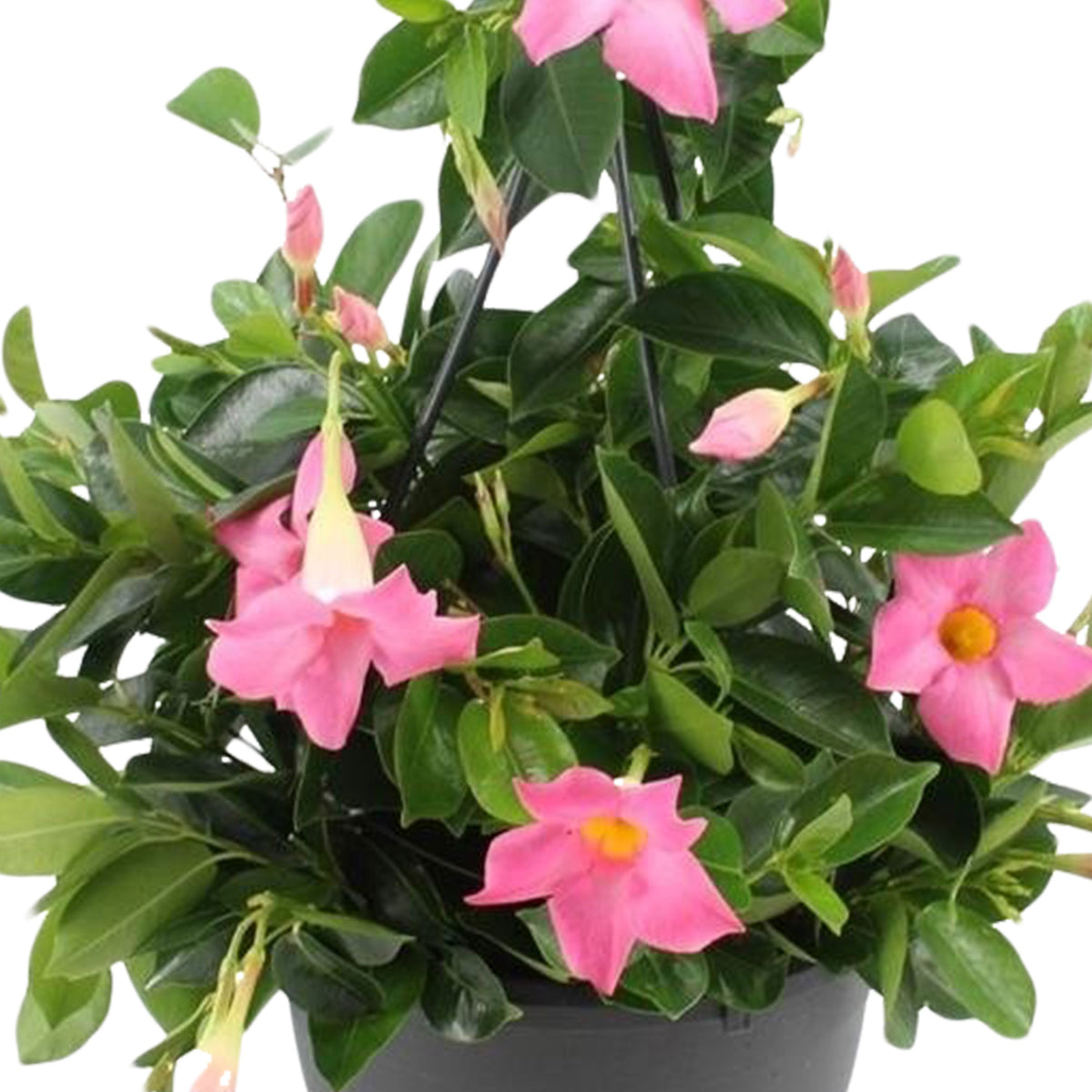 Chilean jasmine Mandevilla pink including hanging planter