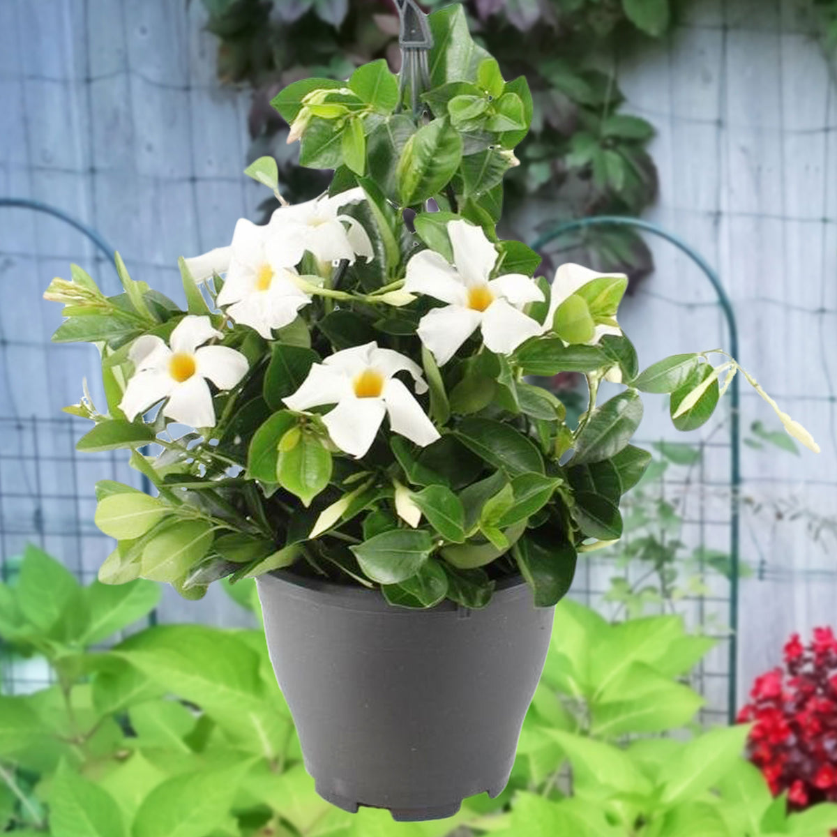 Chilean jasmine Mandevilla white including hanging planter