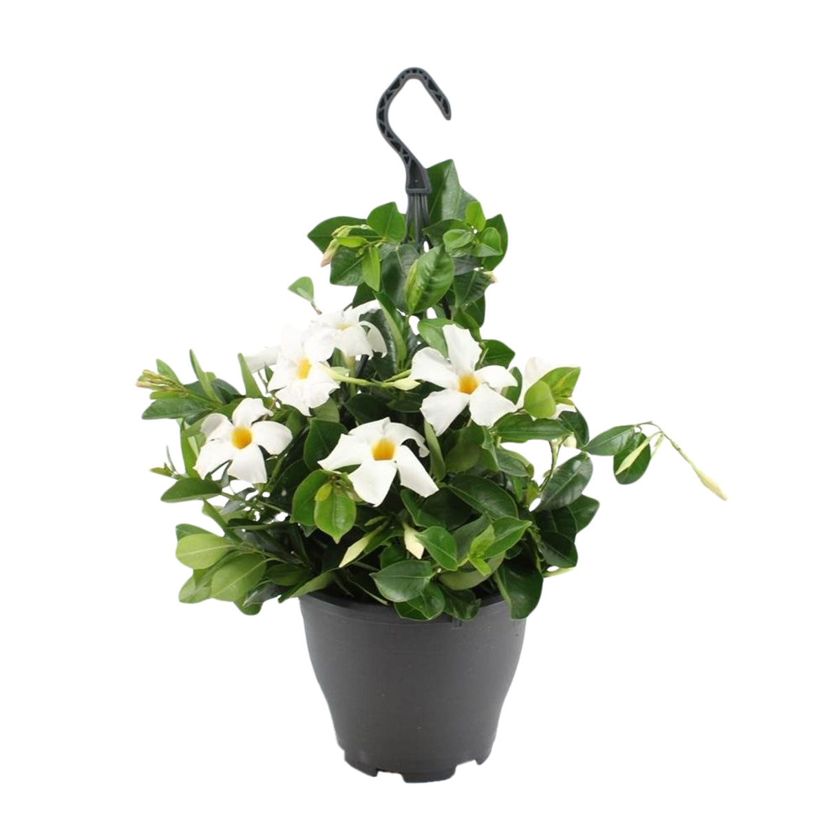 Chilean jasmine Mandevilla white including hanging planter
