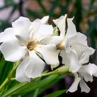 Oleander White