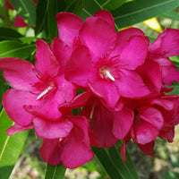 Oleander Nerium red on stem