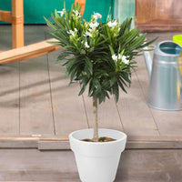 Oleander White