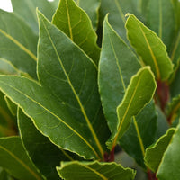 Bay laurel Laurus nobilis - Hardy plant
