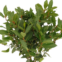 Standard bay laurel Laurus including basket - Hardy plant