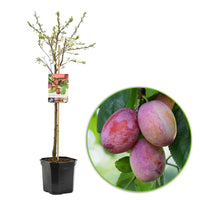 Plum tree Prunus domestica 'Opal' Green-Blue - Bio - Hardy plant