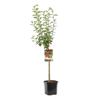Plum tree Prunus domestica 'Opal' Green-Blue - Bio - Hardy plant