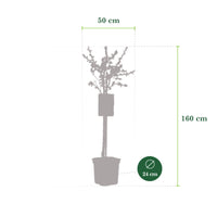 Plum tree Prunus domestica 'Opal' Green-Blue - Bio - Hardy plant