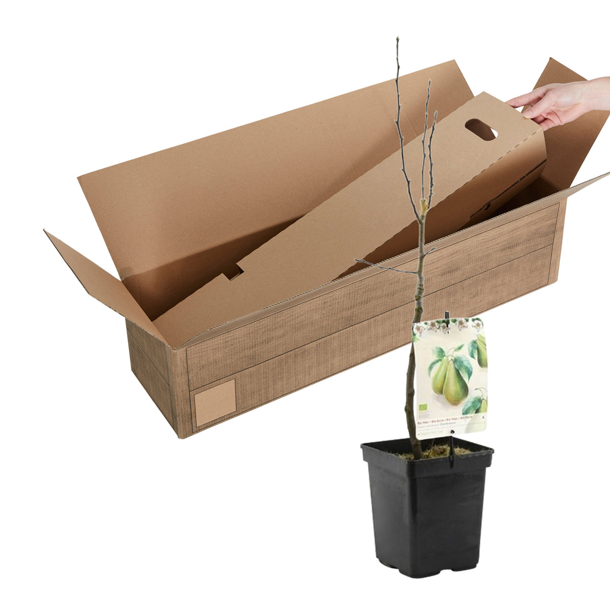 Pear tree Pyrus 'Conference' - Organic - Hardy plant
