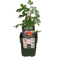 Fig tree Ficus carica 'Perretta' - green-brown - Bio - Hardy plant