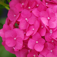 Bigleaf hydrangea Hydrangea 'Bloomstar' Pink - Hardy plant