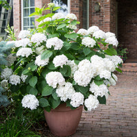 Bigleaf hydrangea Hydrangea 'The Bride' White - Hardy plant