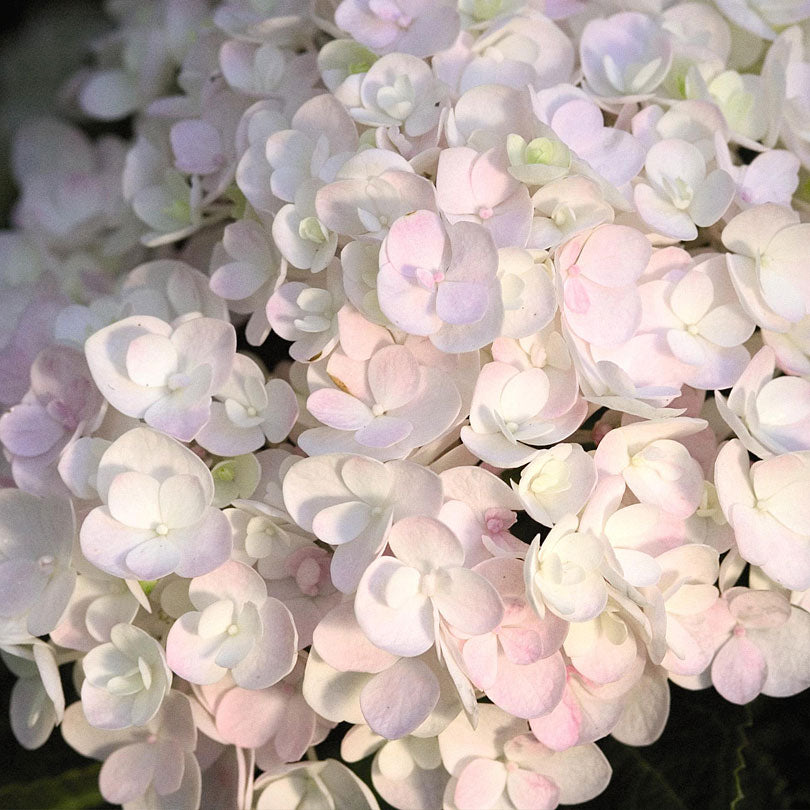 Bigleaf hydrangea Hydrangea 'The Bride' White - Hardy plant