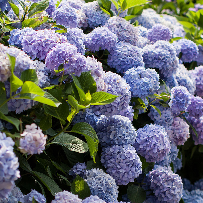 Bigleaf hydrangea Hydrangea 'The Original Blue' Blue - Hardy plant
