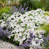 Bigleaf hydrangea Hydrangea 'Runaway Bride' White - Hardy plant