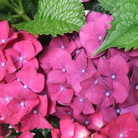 Hydrangea macrophylla Purple - Hardy plant