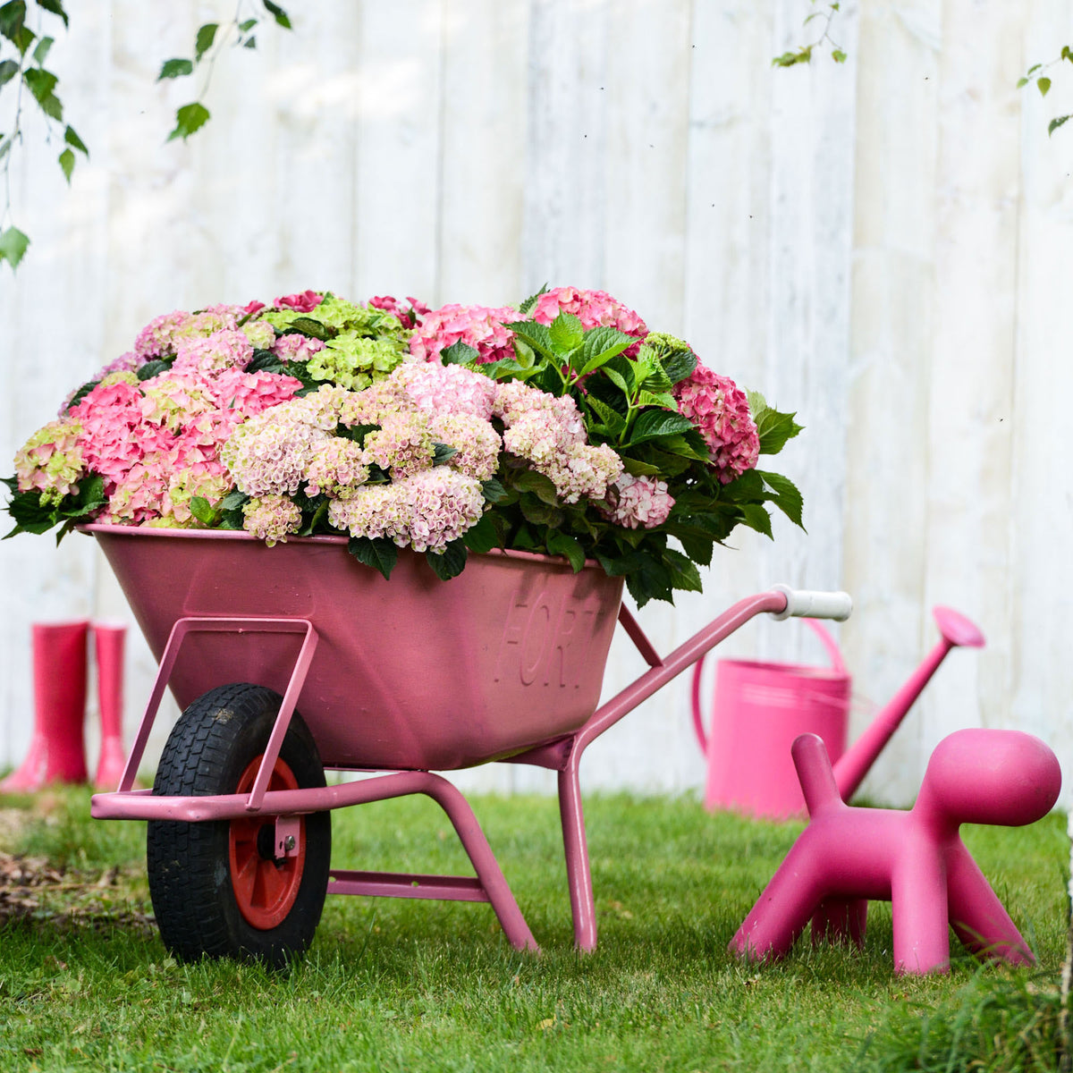 Bigleaf hydrangea Hydrangea macrophylla Red - Hardy plant