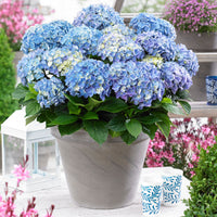 Music Collection 'Blue Ballad' - Hardy plant