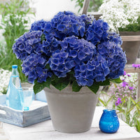 Bigleaf hydrangea Hydrangea 'Blue Boogie Woogie'® Blue - Hardy plant