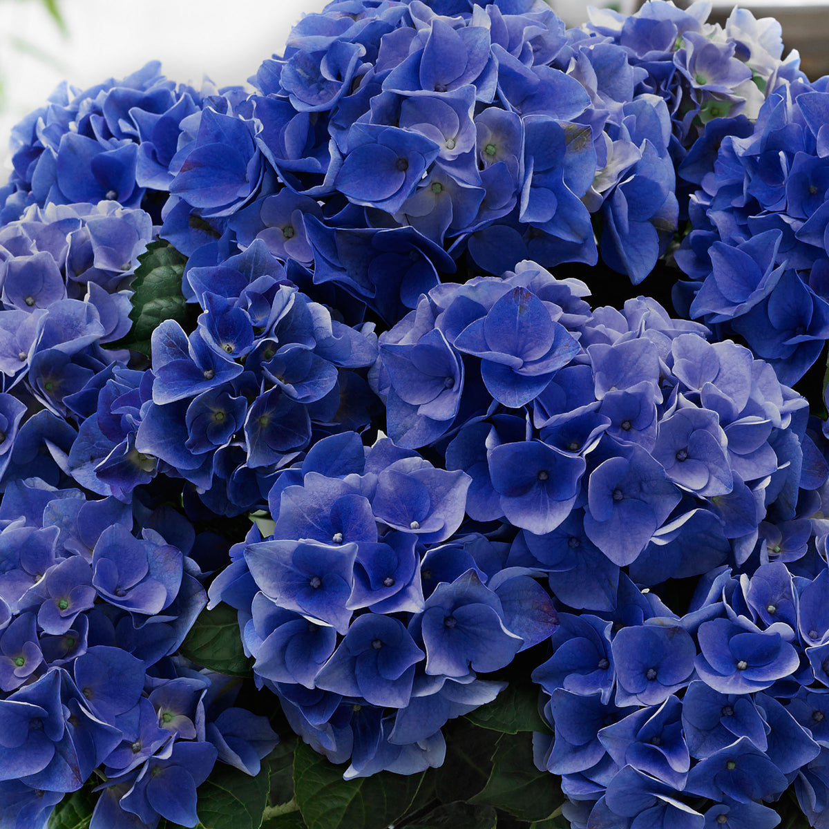 Bigleaf hydrangea Hydrangea 'Blue Boogie Woogie'® Blue - Hardy plant