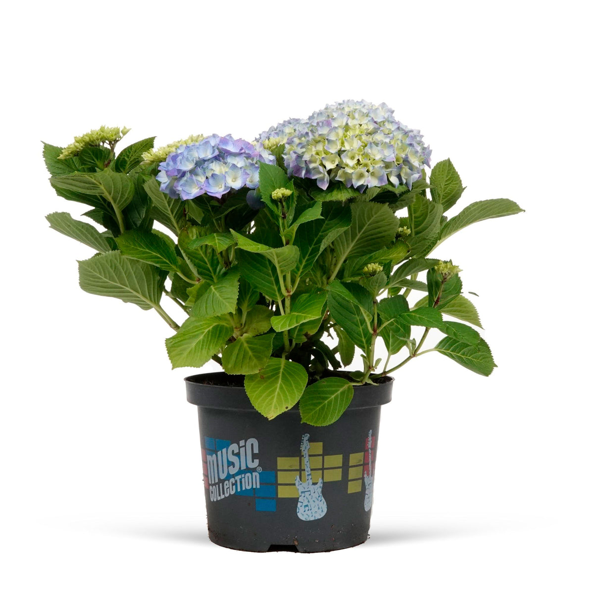Bigleaf hydrangea Hydrangea 'Blue Boogie Woogie'® Blue - Hardy plant