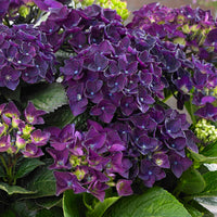Hydrangea 'Deep Purple Dance' purple - Hardy plant