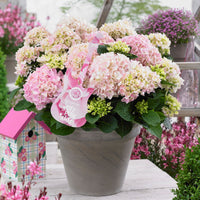 Hydrangea 'Soft Pink Salsa' pink - Hardy plant