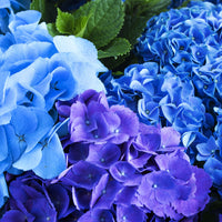 'Three Sisters Blue' - Hardy plant