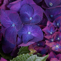 Bigleaf hydrangea 'Three Sisters Purple' Purple - Hardy plant