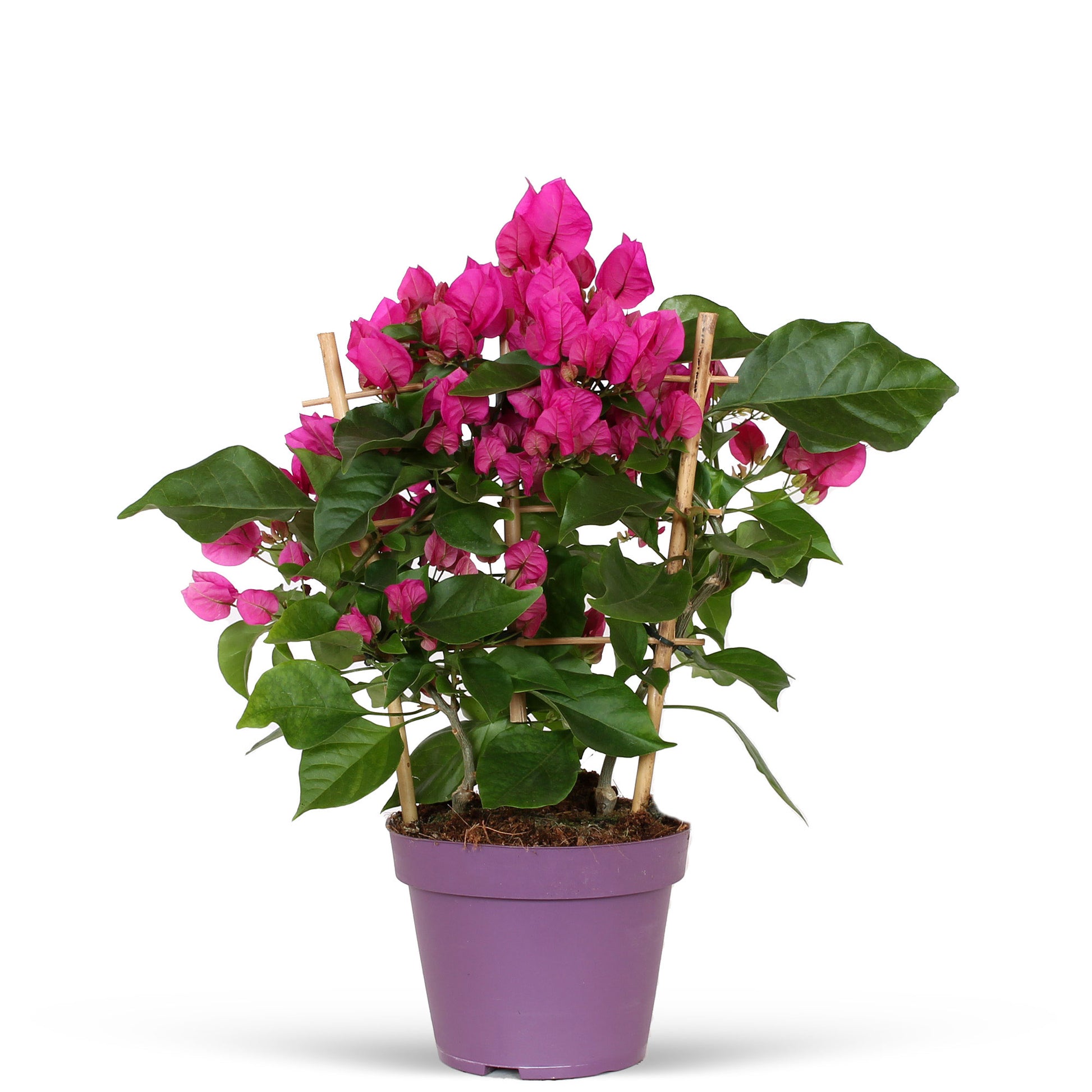 Buy a container plant now Bougainvillea 'Vera Deep Purple' Purple incl. frame | Bakker.com