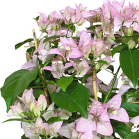 Bougainvillea spectabilis 'Rijnstar Lilac' purple including rack