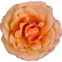 Large-flowered Indoor Rose Rosa grandiflora Yellow