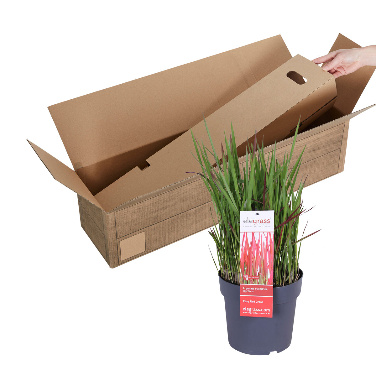 Japanese blood grass Imperata 'Red Baron' green-red - Hardy plant